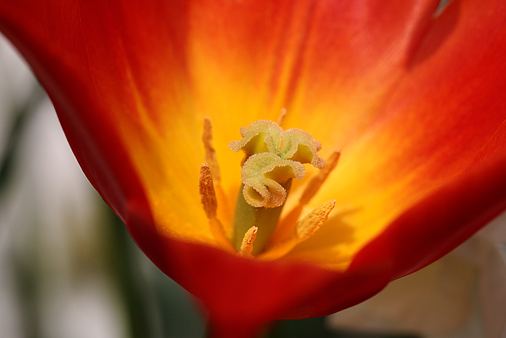 A few from the early April garden  Tulip-10