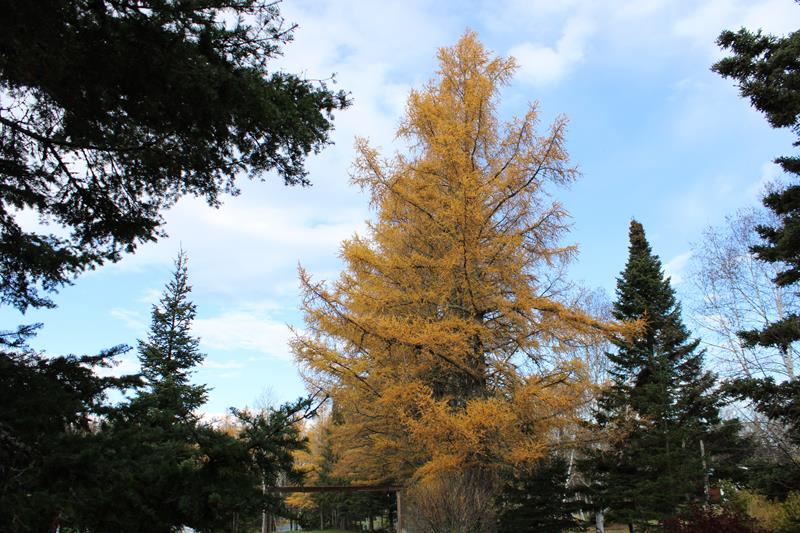 L'automne 2021 chez Tulipe 127 - Page 3 2021-194