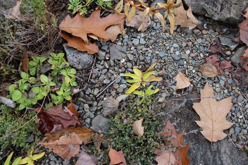 L'automne 2021 chez Tulipe 127 - Page 3 2021-202