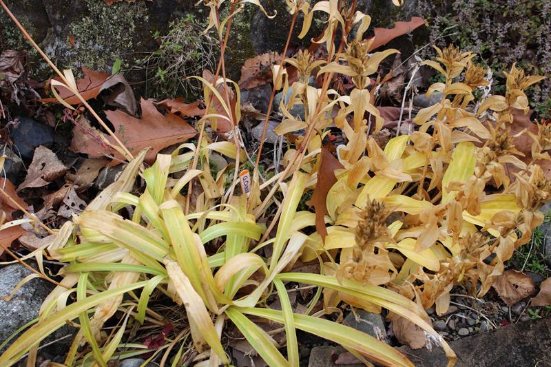 L'automne 2021 chez Tulipe 127 - Page 3 2021-204