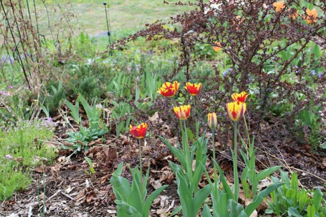 Printemps 2021 chez Tulipe 127 - Page 3 22_mai12