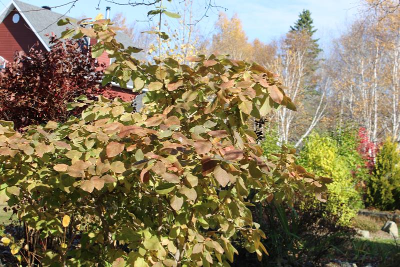 L'automne 2022 chez Tulipe 127 - Page 2 Arbust37