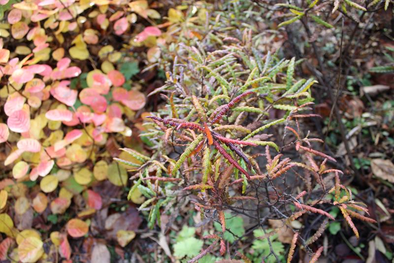 L'automne 2022 chez Tulipe 127 - Page 2 Arbust39