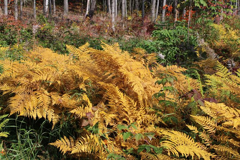 L'automne 2020 chez Tulipe 127 Automn38