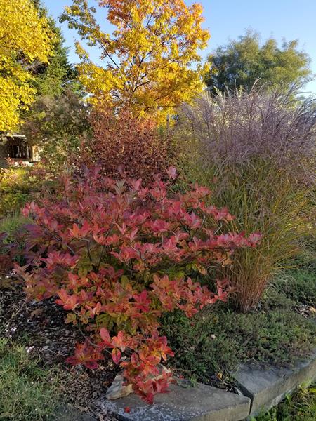 C'est l'automne chez Tulipe 127 Azalzo16