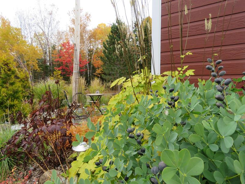 C'est l'automne chez Tulipe 127 Baptis12