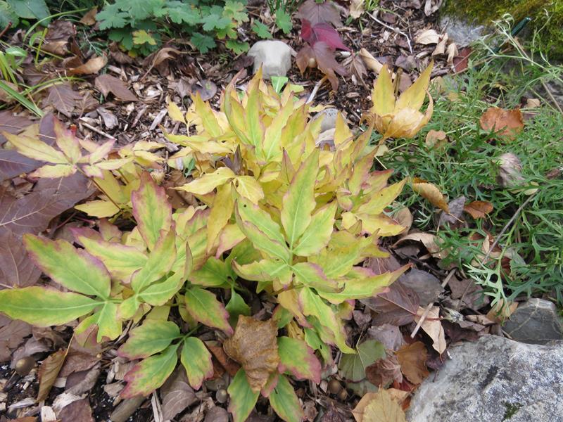 C'est l'automne chez Tulipe 127 - Page 3 Cardam12