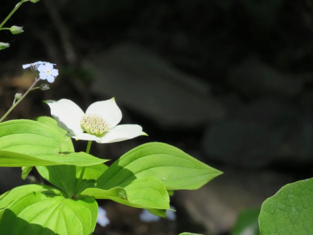 C'est l'été 2019  chez Tulipe 127 Cornus10