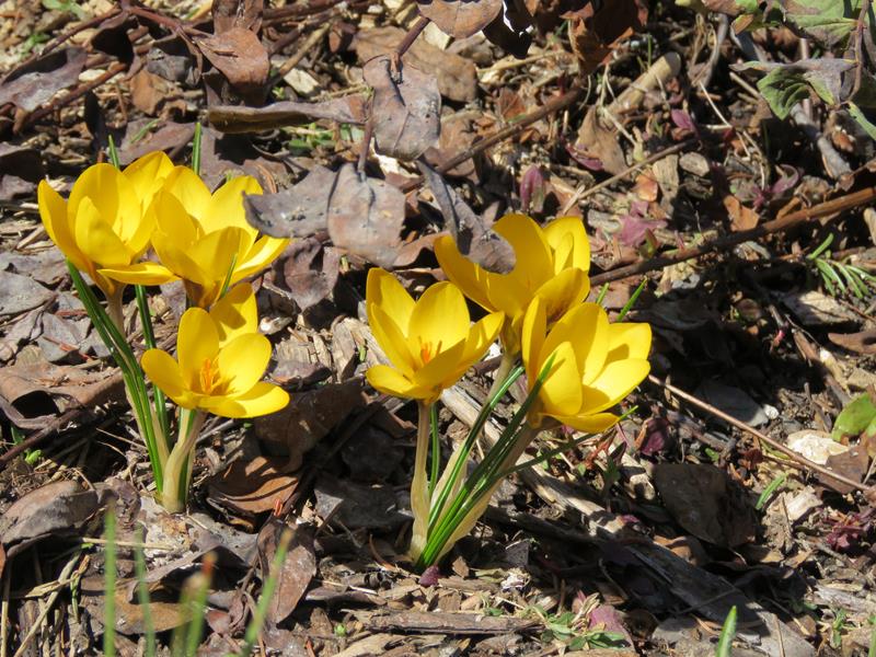 Printemps 2019 chez Tulipe 127 - Page 5 Crocus22