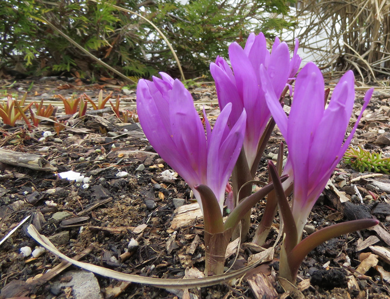 Béatrix - Printemps 2020 chez Tulipe  - Page 2 Crocus33