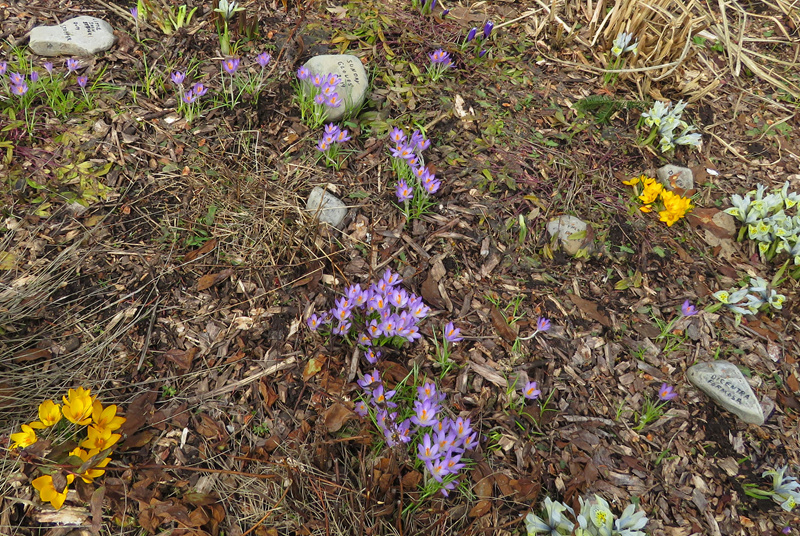 Printemps 2020 chez Tulipe - Page 3 Crocus40