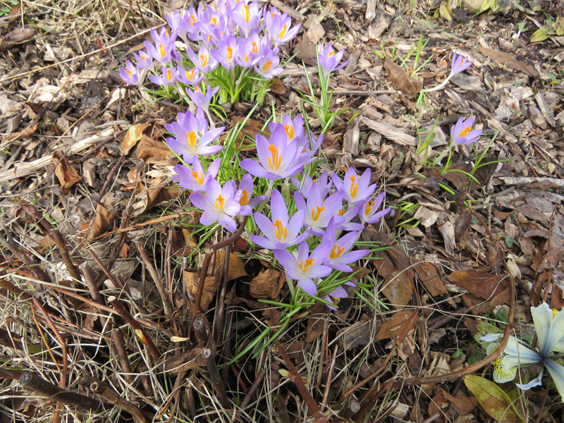 Printemps 2020 chez Tulipe - Page 3 Crocus41
