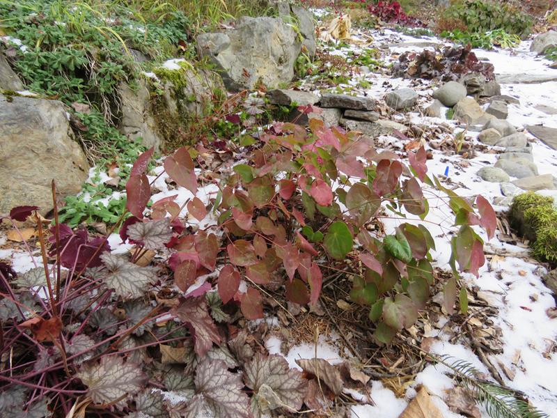 C'est l'automne chez Tulipe 127 - Page 4 Epimed30