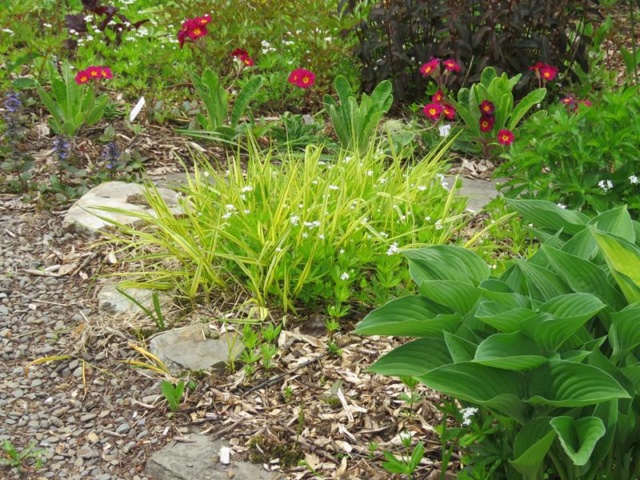 Printemps 2019 chez Tulipe 127 - Page 15 Img_1023