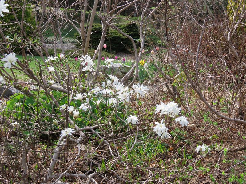 Printemps 2020 chez Tulipe - Page 3 Img_1416