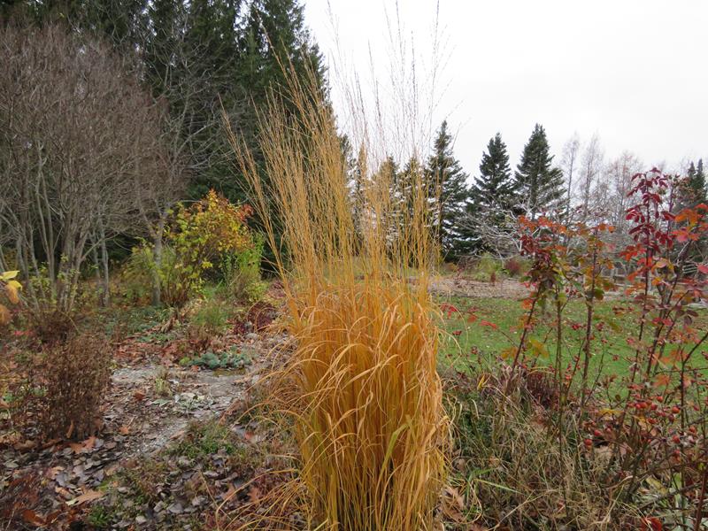 C'est l'automne chez Tulipe 127 - Page 3 Img_2019