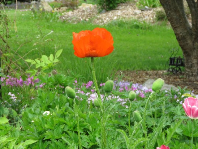 Printemps 2019 chez Tulipe 127 - Page 16 Img_2230
