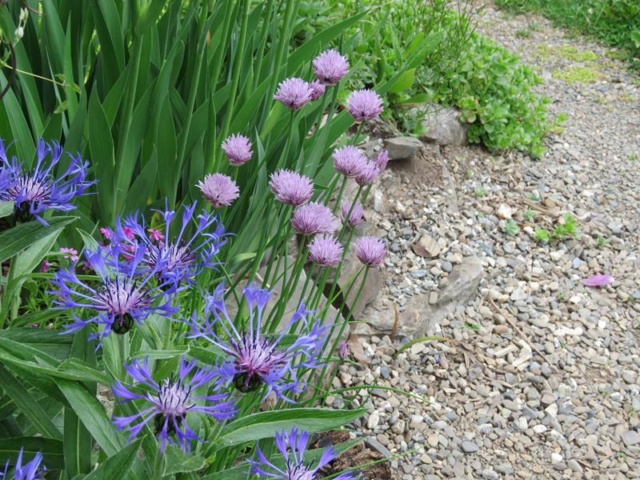 Printemps 2019 chez Tulipe 127 - Page 16 Img_2237