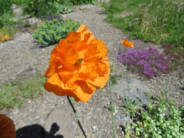 C'est l'été 2019 chez Tulipe 127 Img_2821