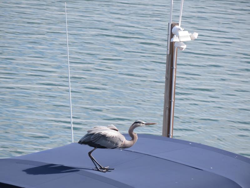 Oiseaux observés à Clearwater Beach Img_4318