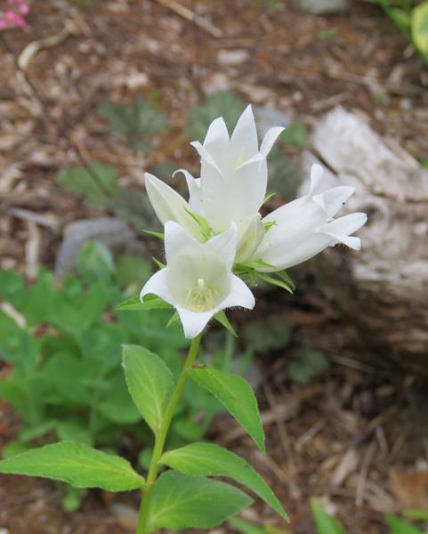 Campanule blanche Img_4611