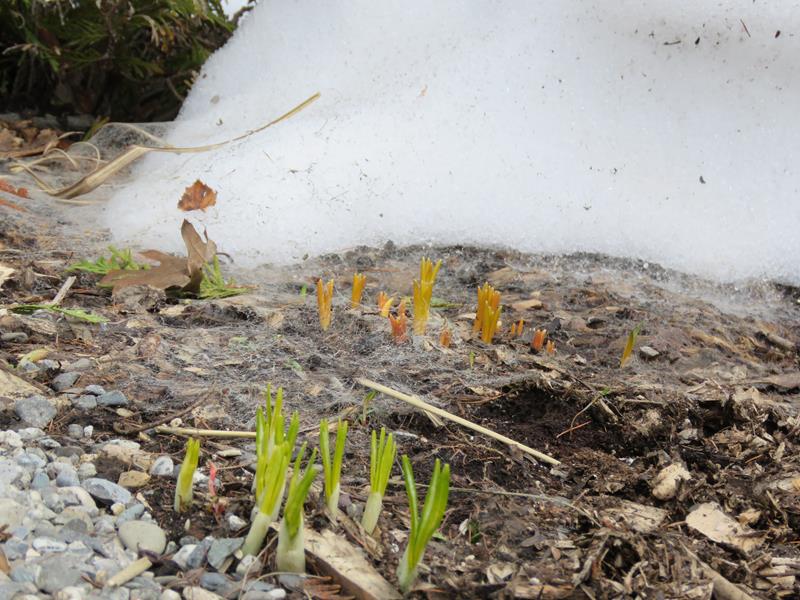 Printemps 2019 chez Tulipe 127 - Page 3 Img_5219