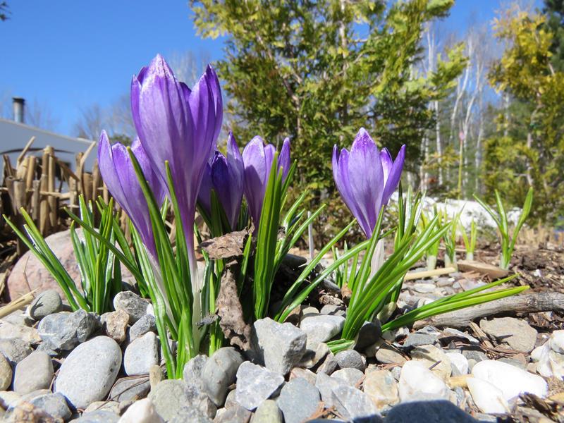 Printemps 2019 chez Tulipe 127 - Page 3 Img_5316