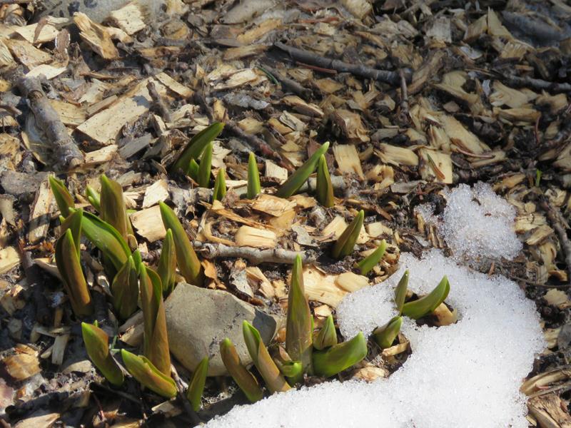 Printemps 2019 chez Tulipe 127 - Page 3 Img_5426