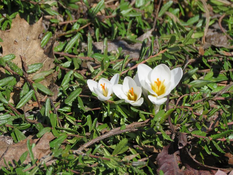 Printemps 2019 chez Tulipe 127 - Page 3 Img_5427