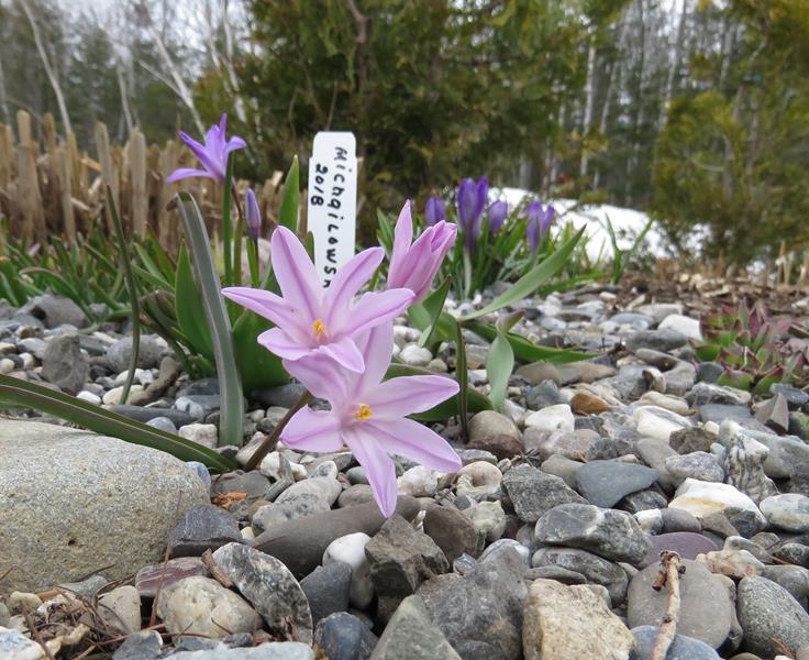 Printemps 2019 chez Tulipe 127 - Page 5 Img_5714