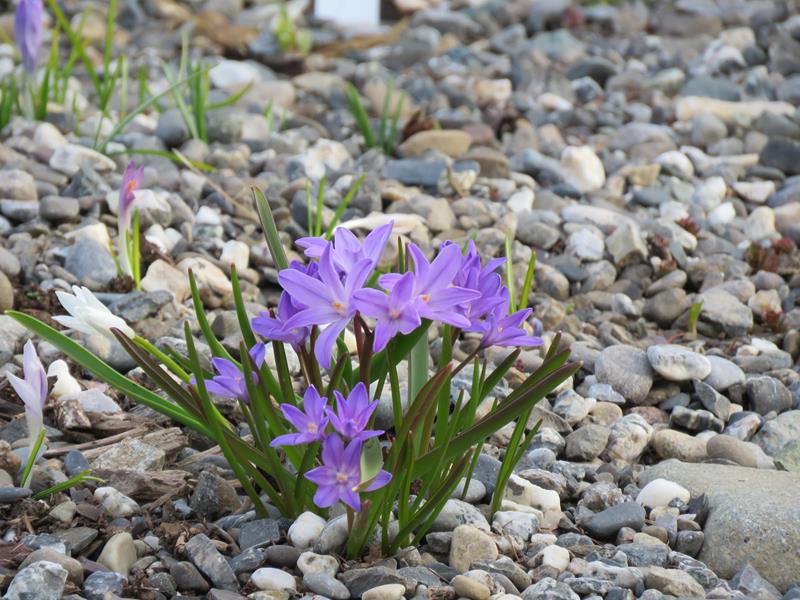 Printemps 2019 chez Tulipe 127 - Page 5 Img_5715