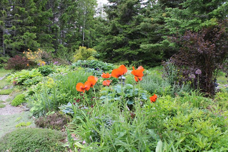 L'été 2022 chez Tulipe 127 Img_7219