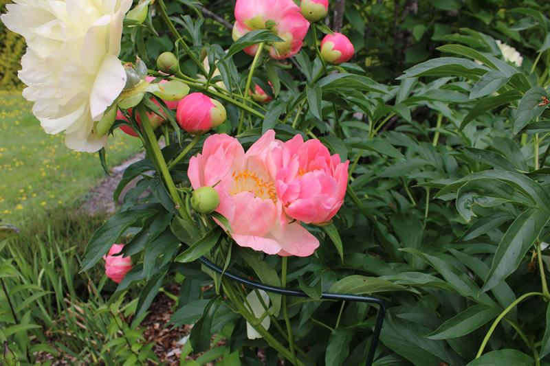 L'été 2022 chez Tulipe 127 Img_8030