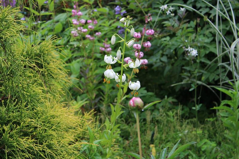 L'été 2022 chez Tulipe 127 Img_8034