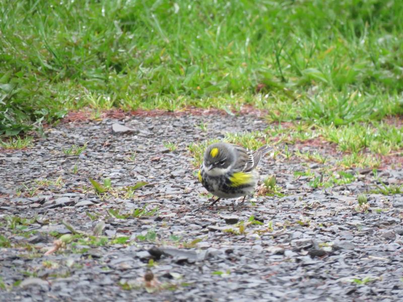 Des visiteurs inconnus... Paruline à croupion jaune   Img_9229