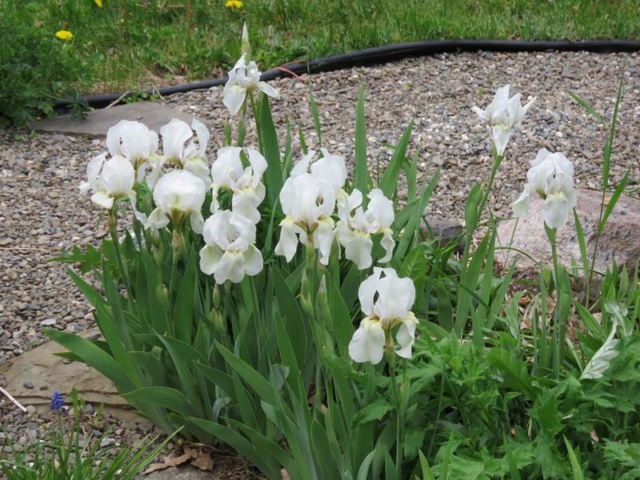 Printemps 2019 chez Tulipe 127 - Page 15 Iris_b10