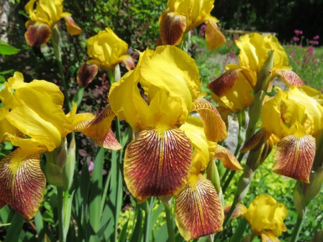 C'est l'été 2019 chez Tulipe 127 Iris_i12