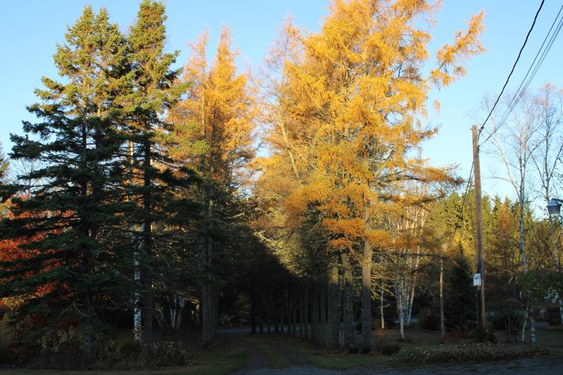 L'automne 2022 chez Tulipe 127 - Page 2 Lever_10
