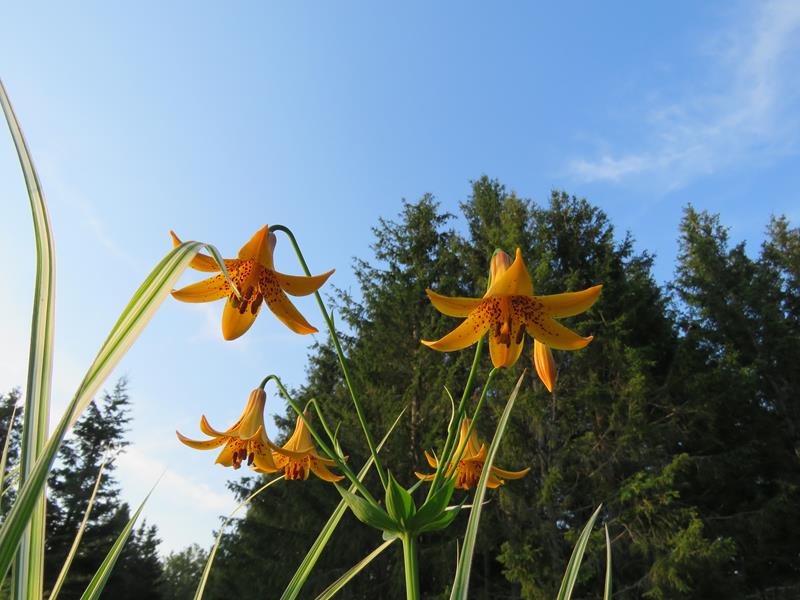 C'est l'été 2019  chez Tulipe 127 - Page 6 Lilium18