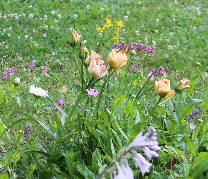L'été 2022 chez Tulipe 127 - Page 2 Lilium32
