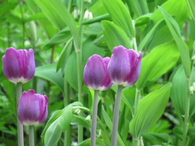 Printemps 2019 chez Tulipe 127 - Page 15 Tulipe16