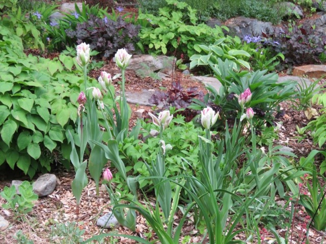 C'est l'été 2019 chez Tulipe 127 Tulipe20