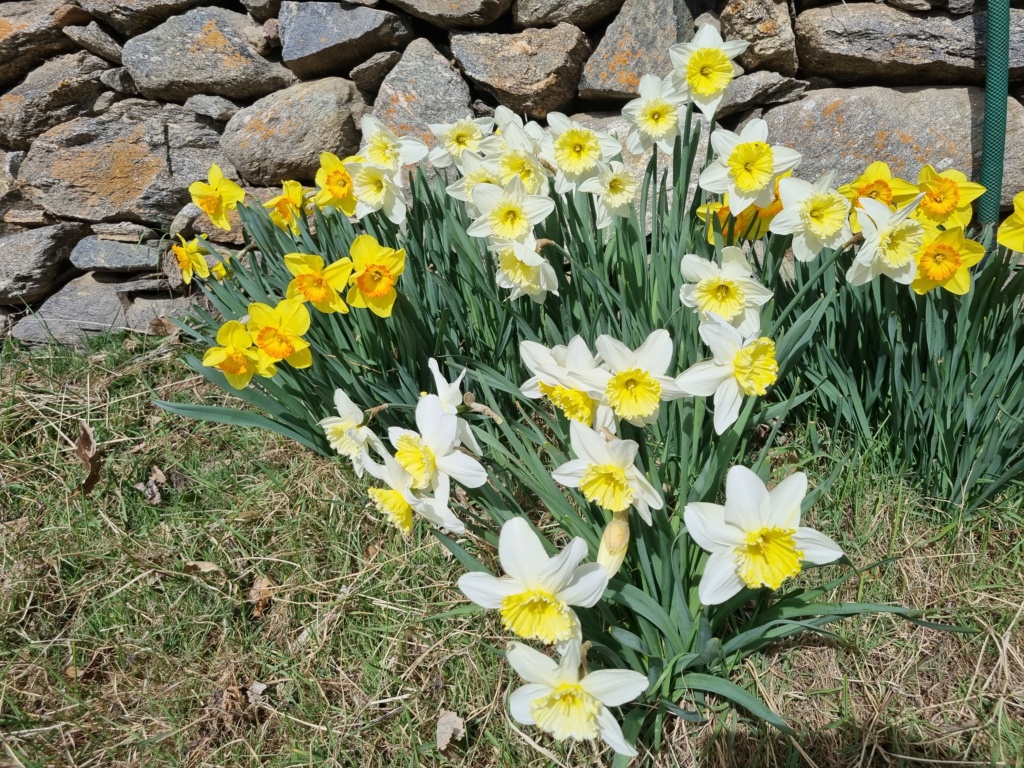 un Roche Nègre pour 3 "J". 20230489