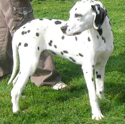 couic M Dalmatien de 7 mois (14) Verson Image_11