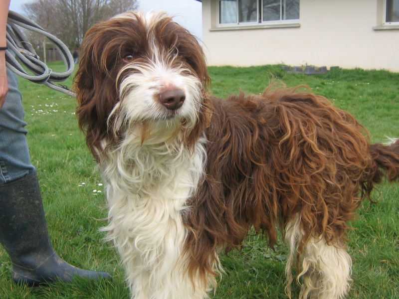 Sympa M Griffon X Basset de 6 ans (14) Verson Nouvel10