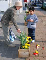 Attaques contre des tulipes Tulipe10