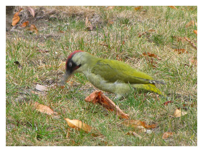 Observation d'oiseaux dans nos jardins, hiver 2011/2012 Picver11