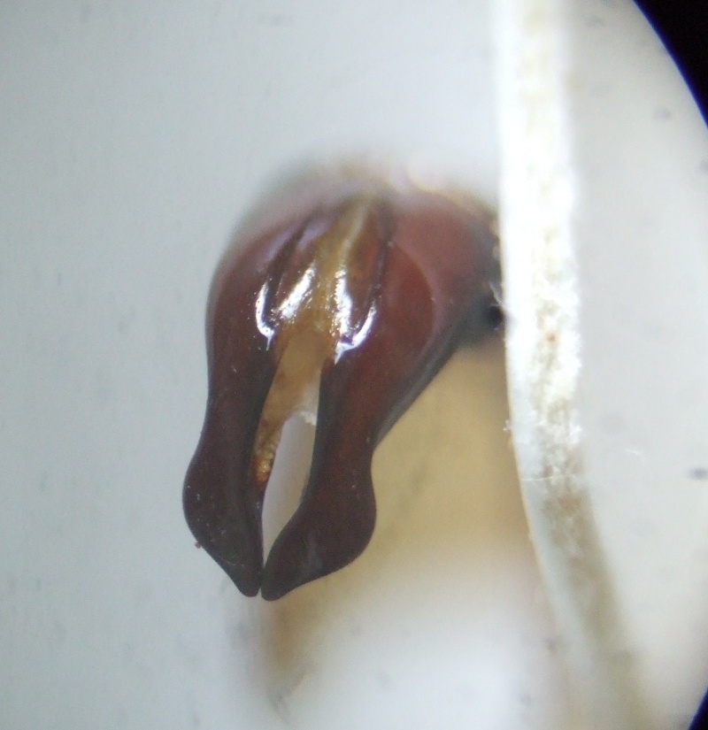 [Eudicella sp]Cétoine du Cameroun Edeage10