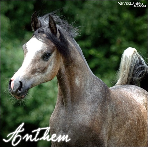 [ Anthem - Hongre - 14 ans ] Anthem11