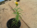 qui est cette vivace [Waldsteinia ternata] Fleurs13